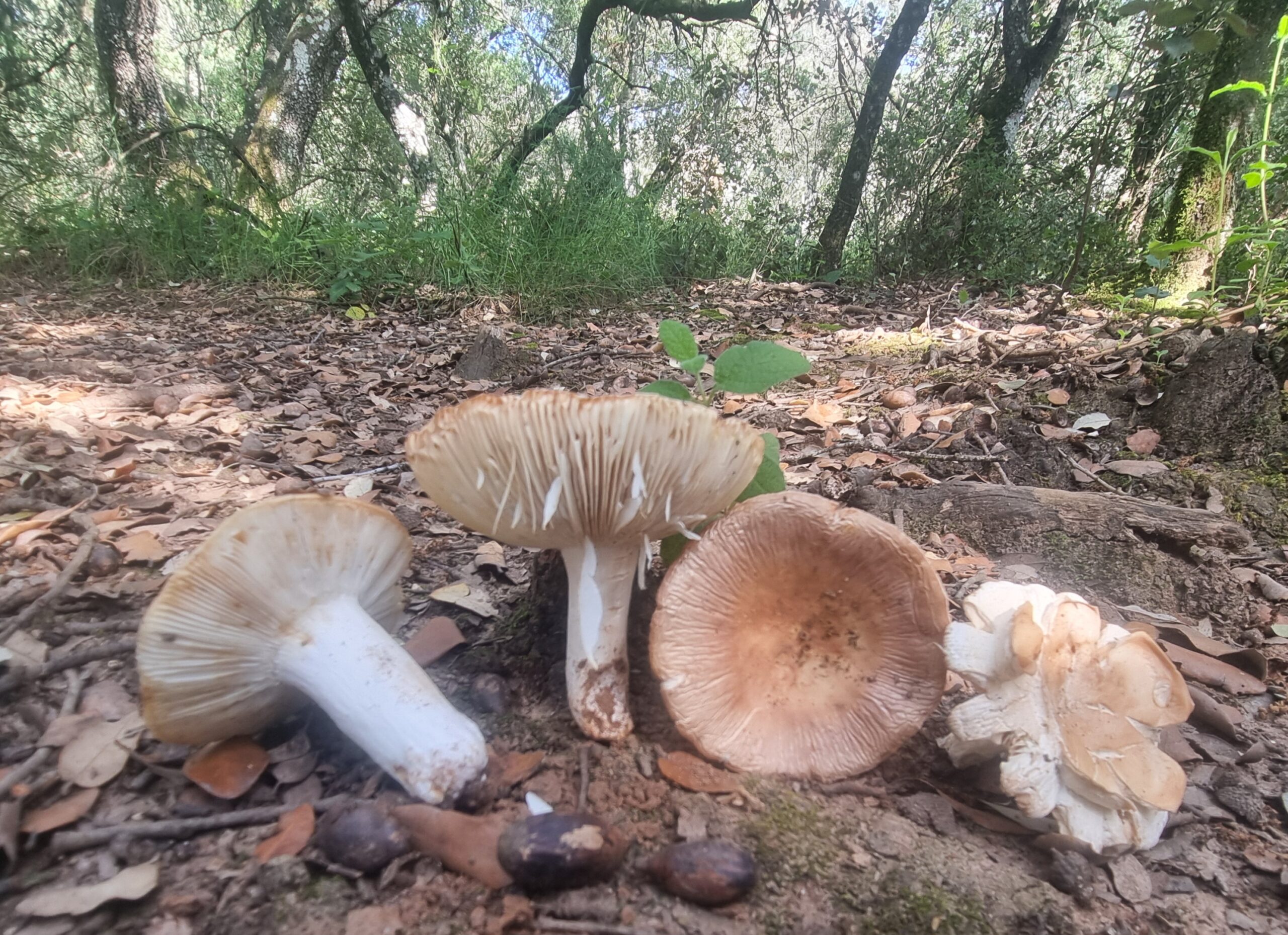 Micología para principiantes