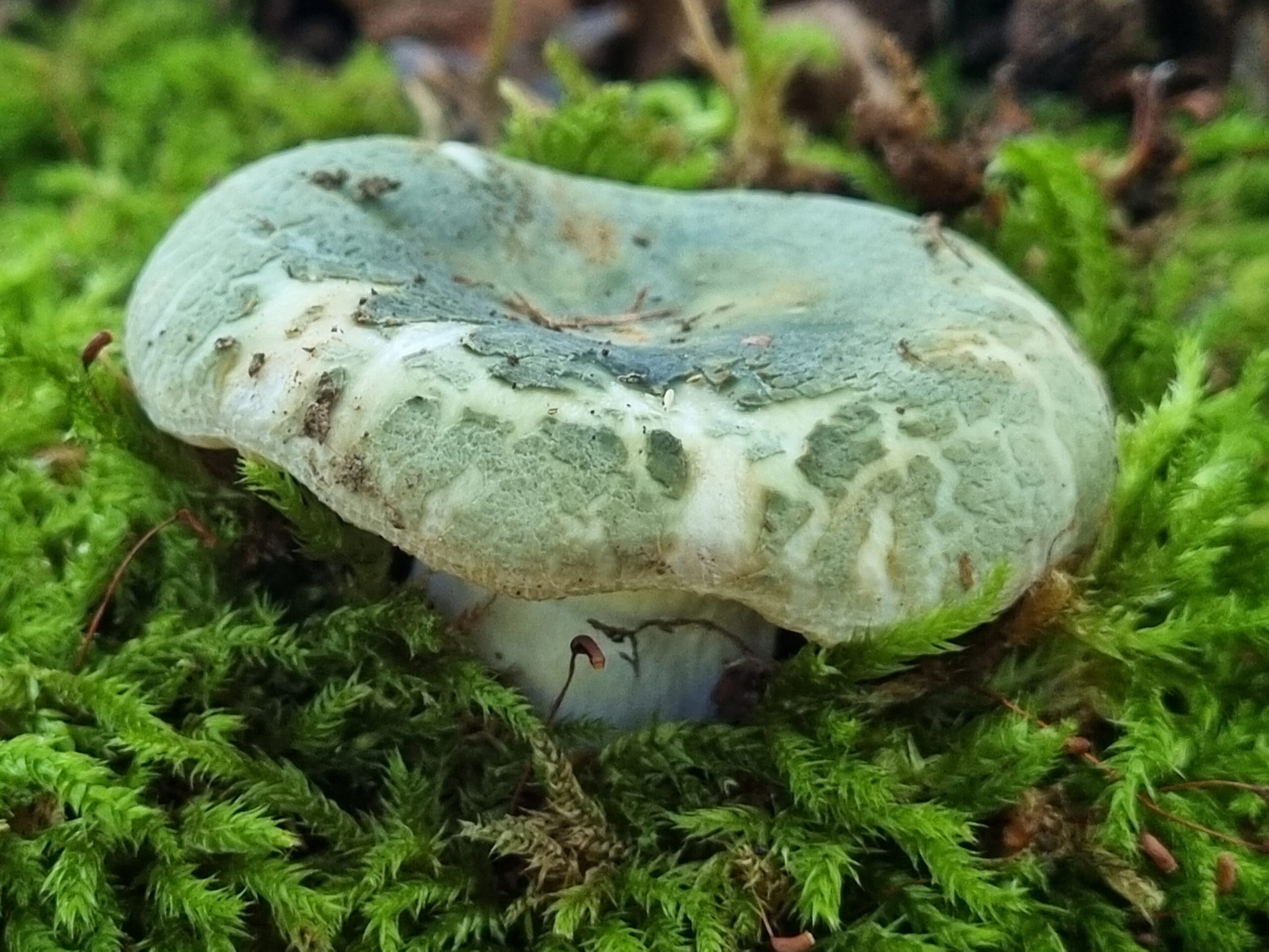 Rúsulas en Navarra: 4 de las especies más comunes y su interés culinario