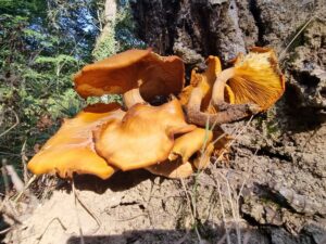 setas naranjas en arbol