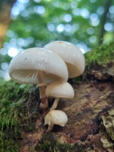 setas blancas en el bosque