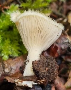 seta en primer plano en navarra