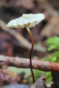 seta en primer plano