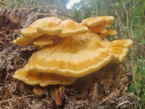 setas en el suelo amarillas