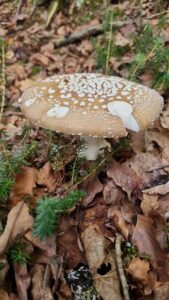 amanita pantherina