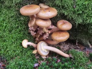 armillaria mellea