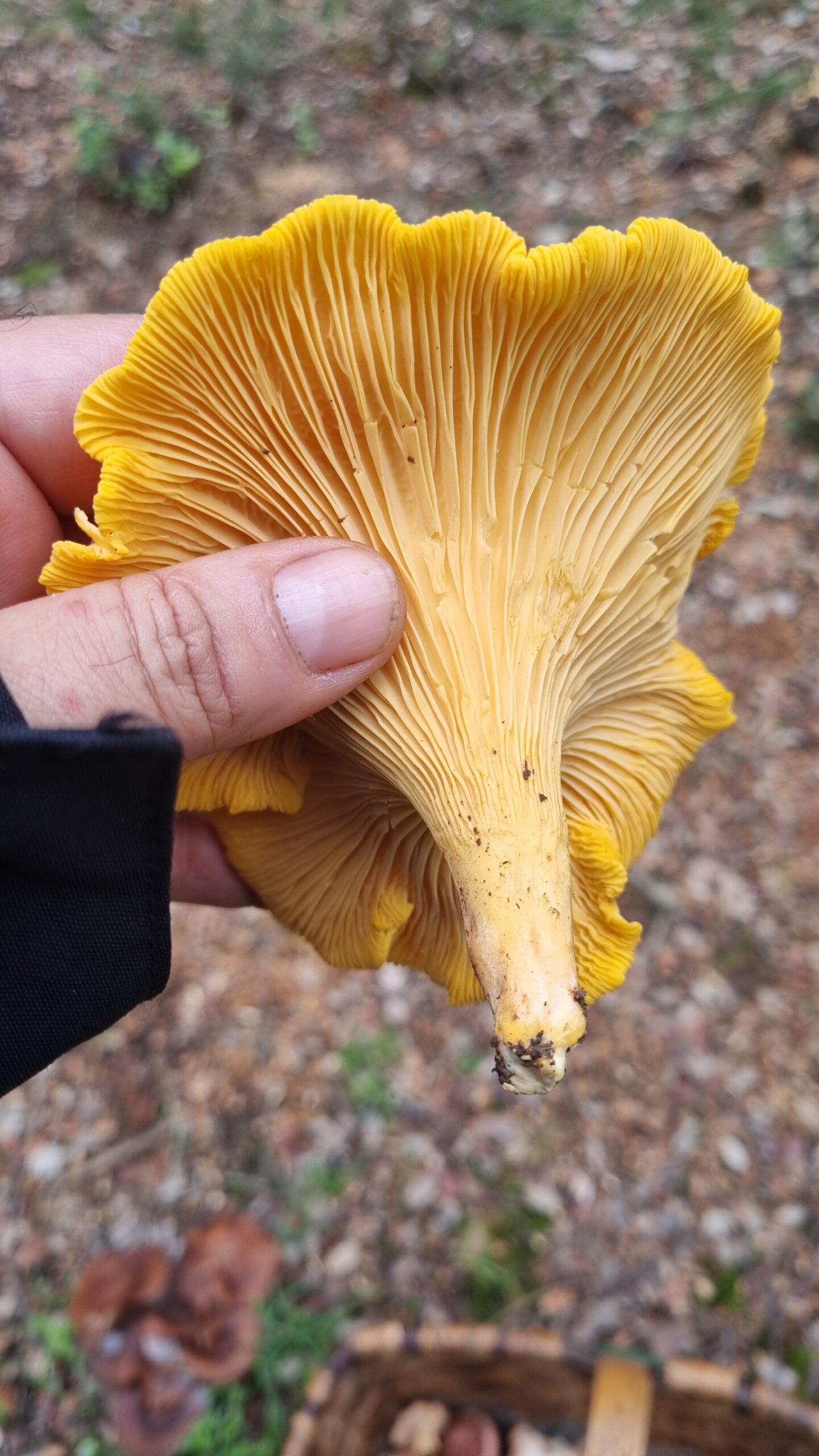 cantharellus cibarius
