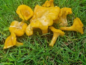 cantharellus pallens