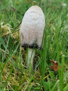 coprinus comatus