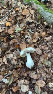 foto de alvaro maldonado (13)