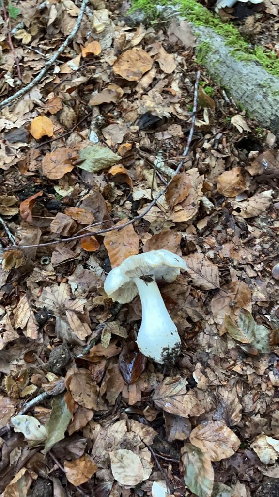 foto de alvaro maldonado (13) foto de alvaro maldonado (13)