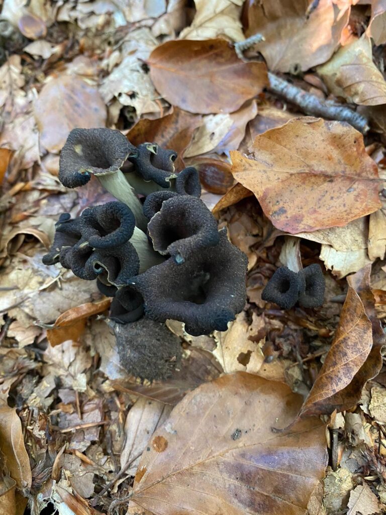 foto de alvaro maldonado (2)