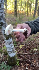 foto de alvaro maldonado (21)