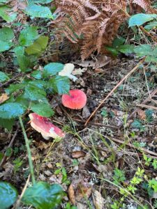 foto de alvaro maldonado (23)