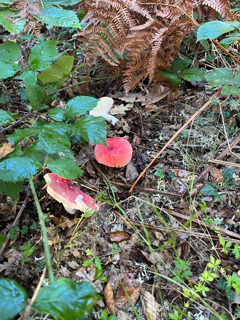 foto de alvaro maldonado (23)