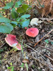 foto de alvaro maldonado (25)