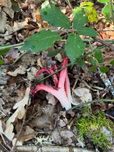 foto de alvaro maldonado (26)