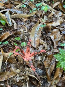 foto de alvaro maldonado (27)