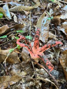 foto de alvaro maldonado (28)