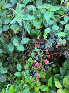 foto de alvaro maldonado (29)