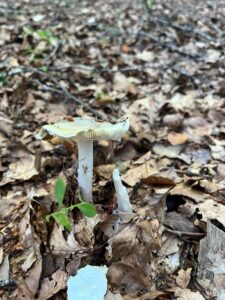 foto de alvaro maldonado (38)