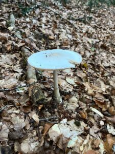 foto de alvaro maldonado (39)