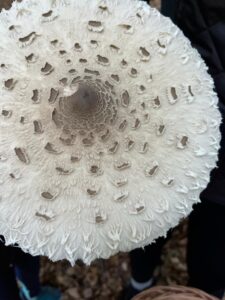 foto de alvaro maldonado (43)