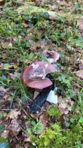 foto de alvaro maldonado (44)