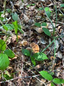 foto de alvaro maldonado (45)