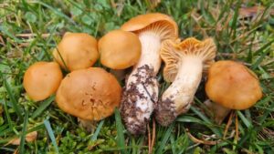hygrocybe pratensis