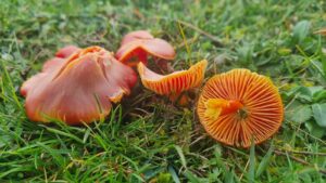 setas en la hierba