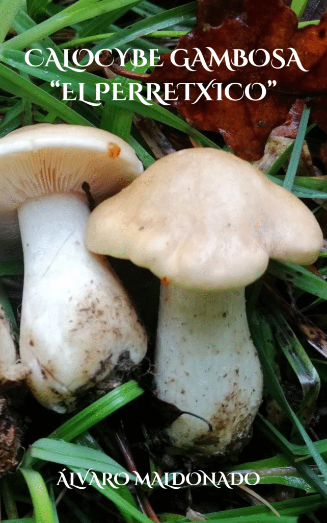 portada calocybe gambosa, el perretxico