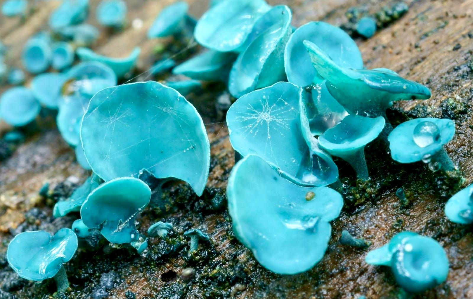 Curso Intensivo de Fotografía Micológica IMG 20250107 WA0011