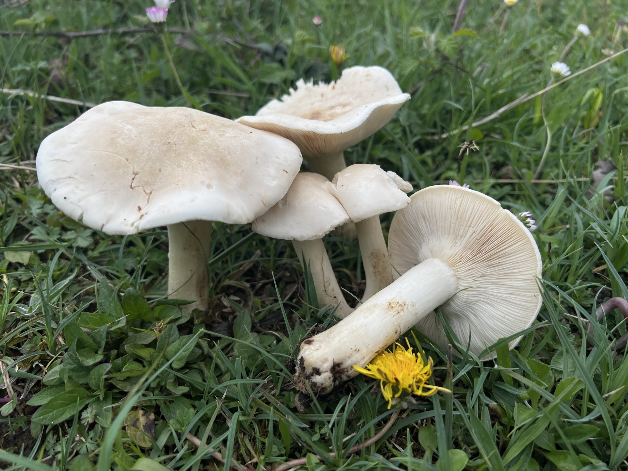 Perretxiko (Calocybe gambosa)